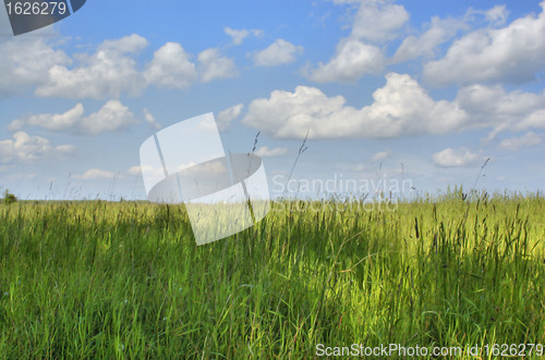 Image of Grass and sky