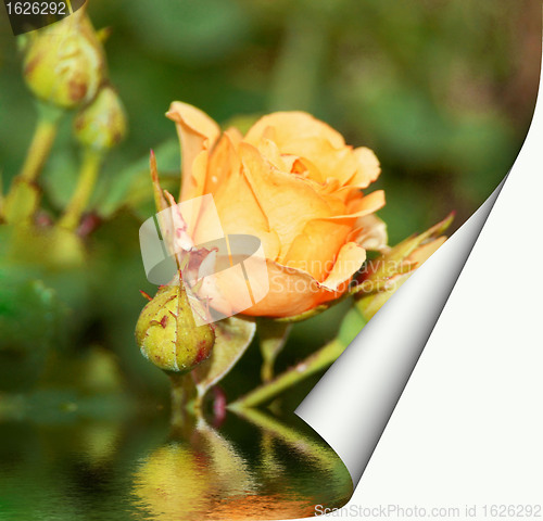 Image of yellow rose