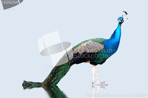 Image of peacock