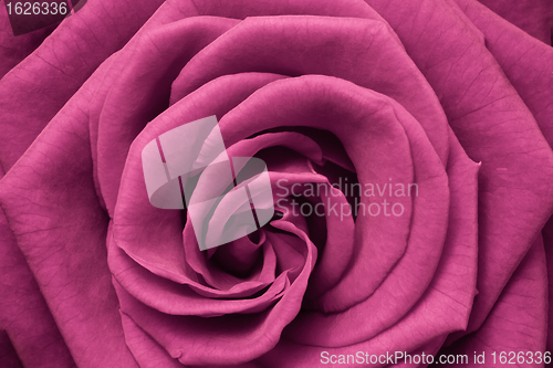 Image of pink rose