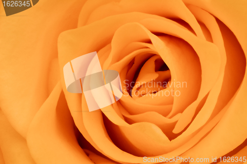 Image of orange rose close up