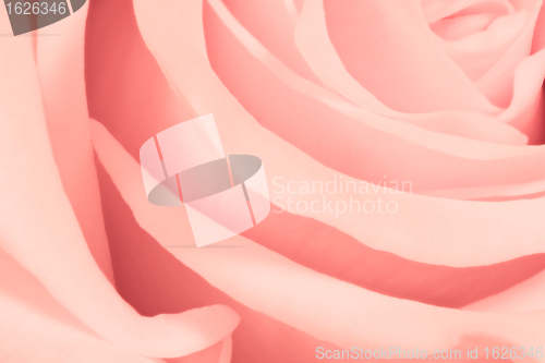 Image of pink rose close up