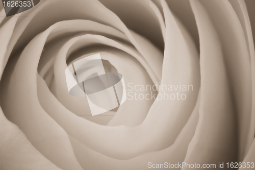 Image of white rose macro