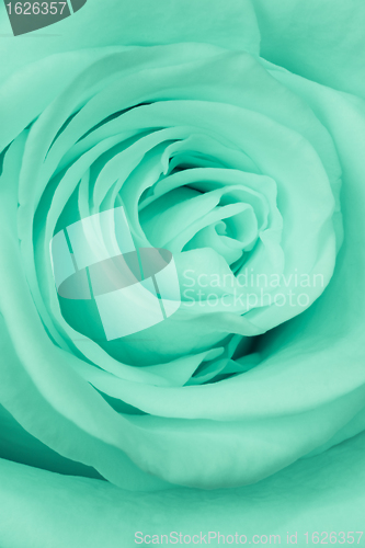 Image of green rose close up