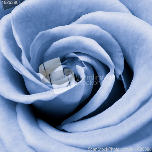 Image of blue rose