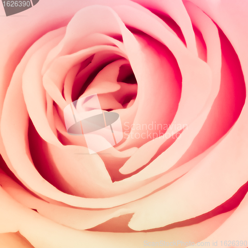 Image of multicolor rose