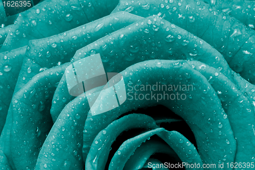 Image of rose petals