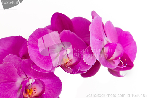 Image of pink orchid