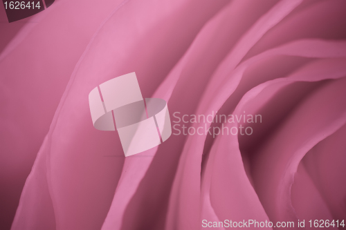 Image of pink rose macro