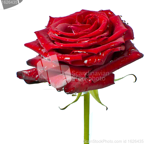 Image of red rose