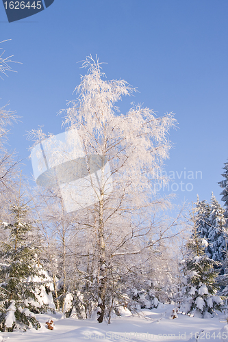 Image of fresh snow in the mountains
