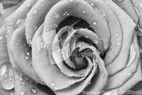 Image of white rose