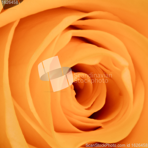 Image of orange rose close up