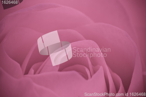 Image of pink rose macro