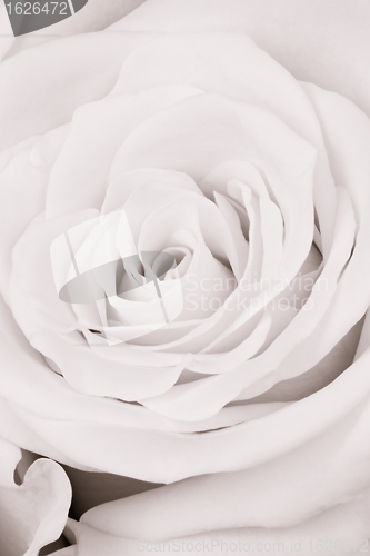 Image of white rose close up