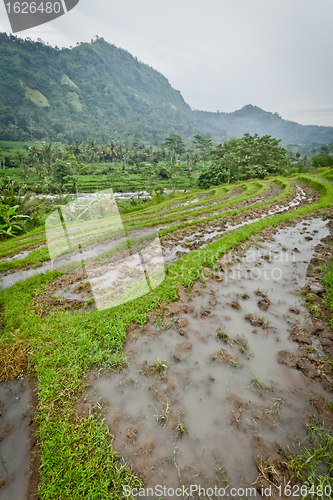 Image of rice fields in Bali, Indonesia