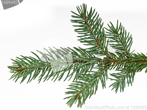 Image of Christmas tree decoration