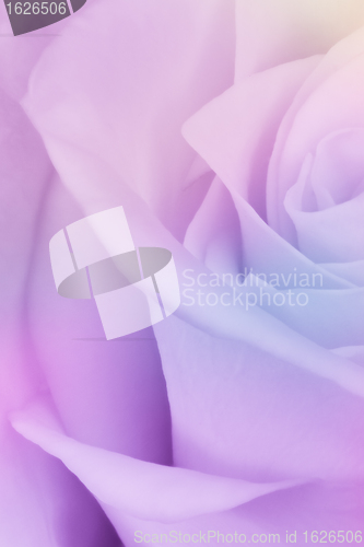 Image of multicolor rose