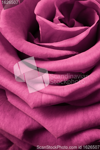 Image of pink rose