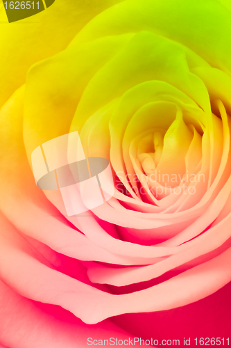 Image of multicolor rose