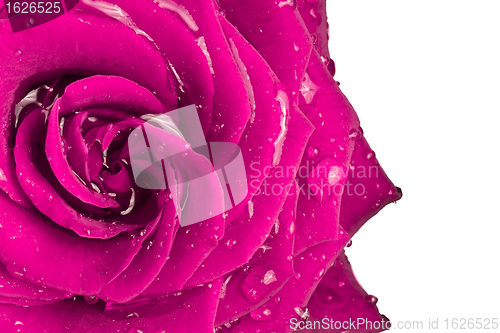 Image of pink rose