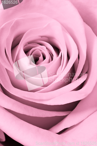 Image of pink rose close up