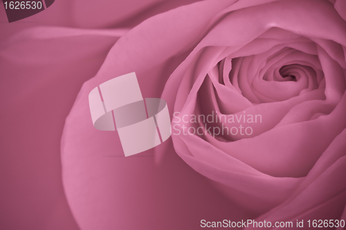 Image of pink rose macro