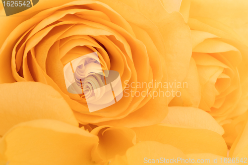 Image of orange rose macro