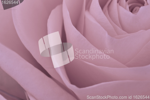 Image of pink rose macro