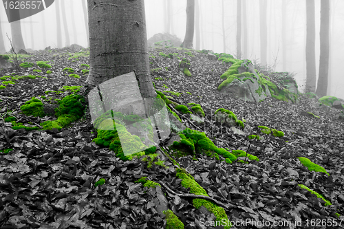 Image of misty forest