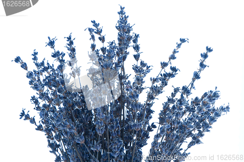 Image of lavender isolated