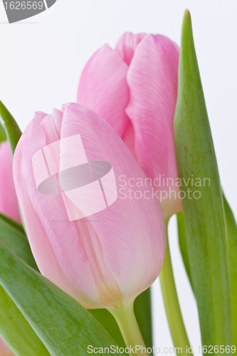 Image of pink tulips