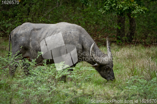 Image of water buffalo