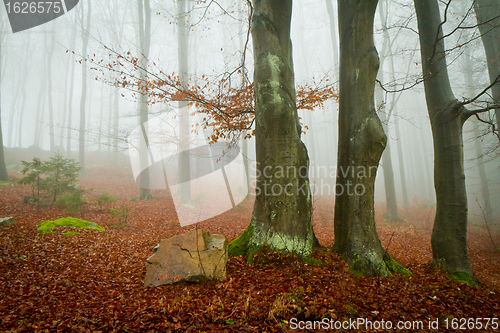 Image of misty forest