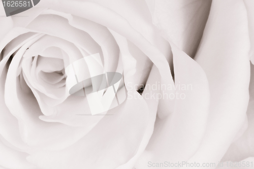 Image of white rose close up