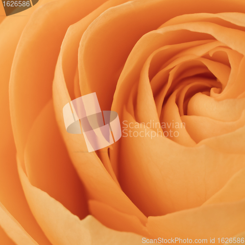 Image of orange rose macro