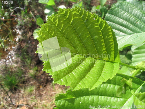 Image of Green leave