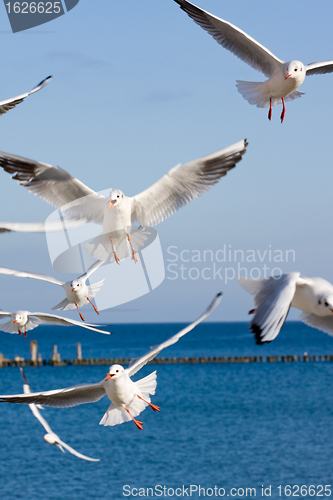 Image of seagulls at pier