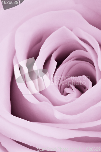 Image of violet rose close up