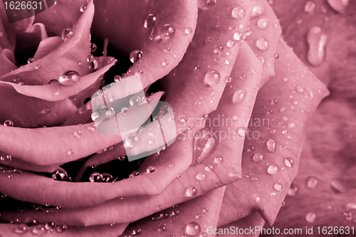 Image of pink rose