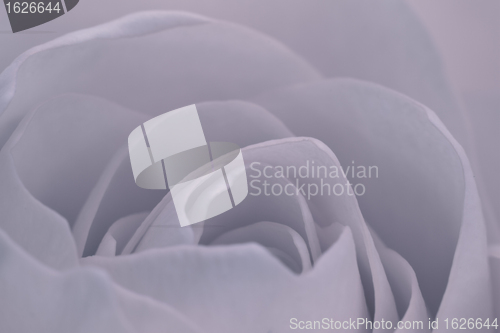 Image of rose macro