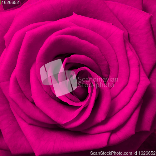 Image of pink rose