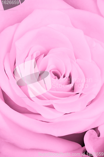 Image of pink rose close up