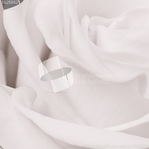 Image of white rose close up