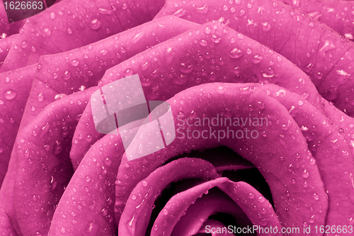 Image of pink rose