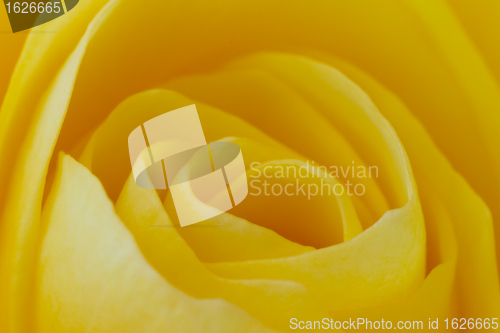 Image of yellow rose macro