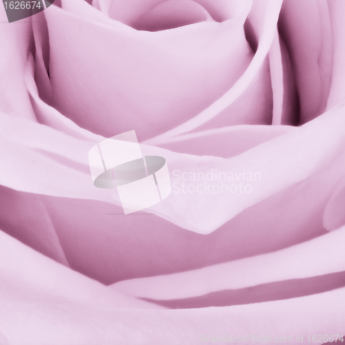 Image of violet rose close up