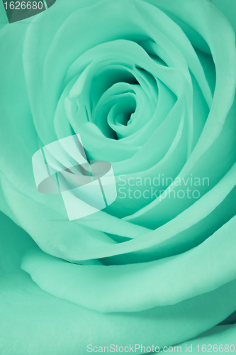 Image of green rose close up