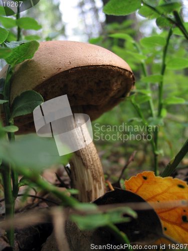 Image of Mushroom.