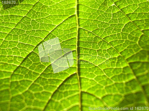 Image of patterns of nature